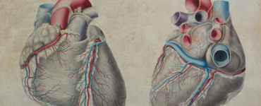 Tavola anatomica del cuore